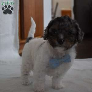 Nicholas, Forever Puppy